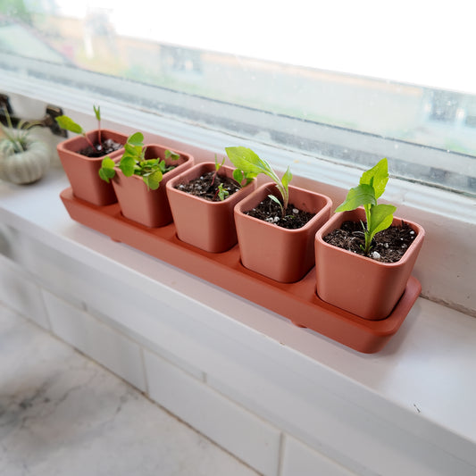 Seed Starter Tray Kit